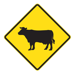 indiana-cattle crossing